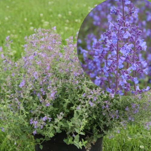 Nepeta x faassenii 'Kit Kat' - Faasseni naistenõges 'Kit Kat' P11/0,75L